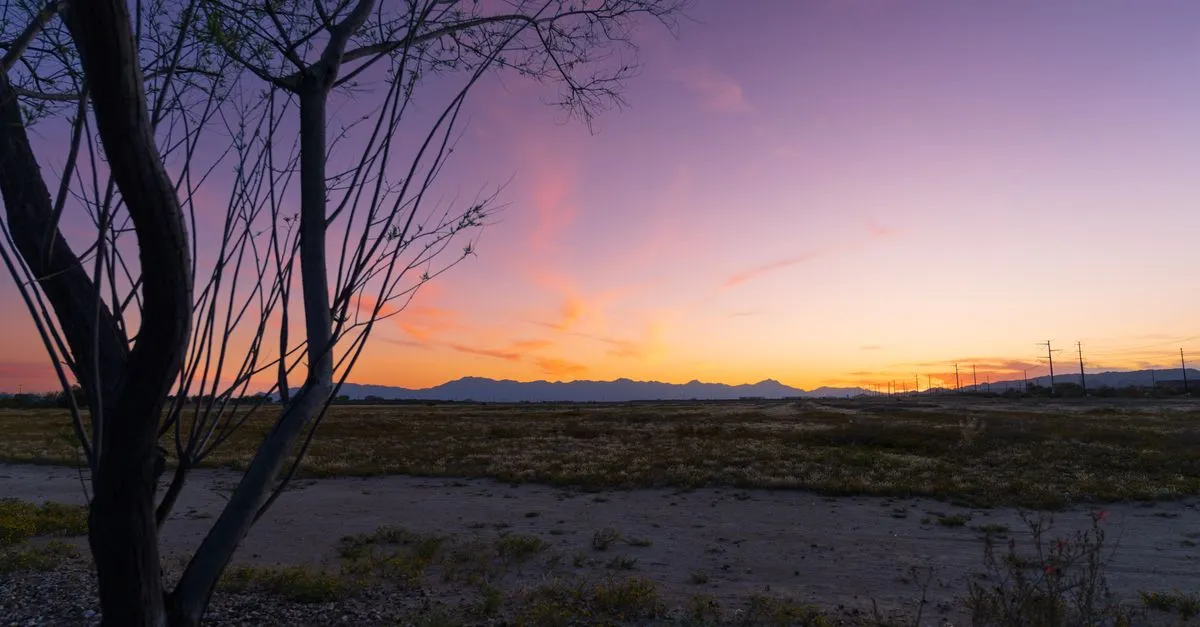 A desert landscape at dusk, a bare mesquite tree in the foreground and a distant mountain range under a purple and orange sky near El Paso, Texas.