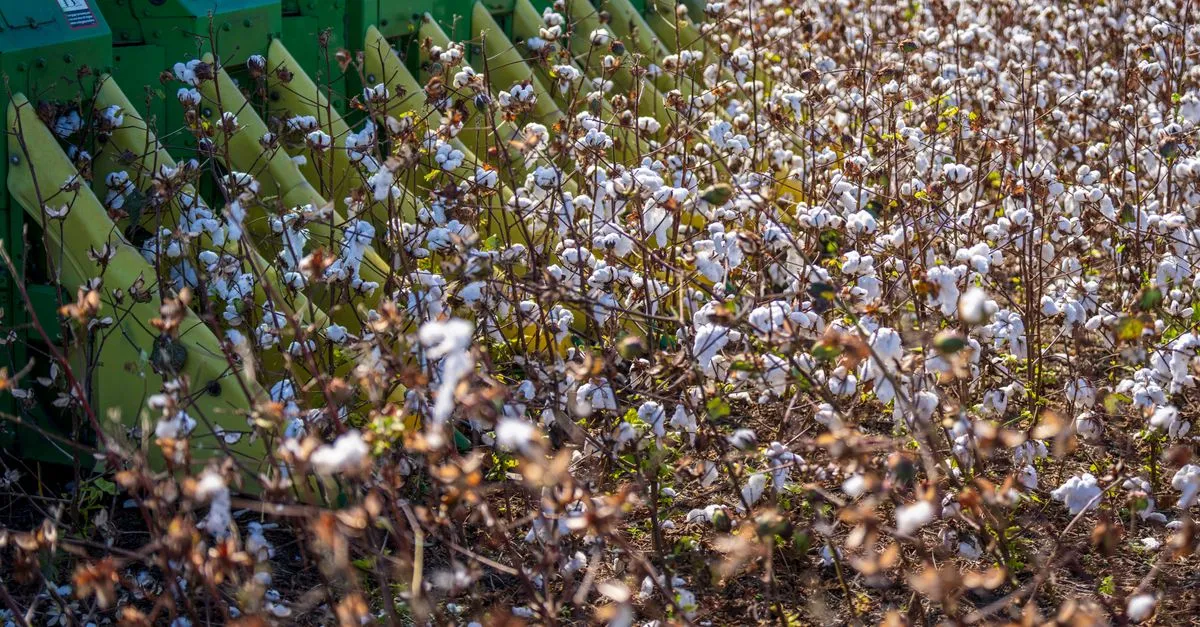 A green cotton stripper harvesting a flat field of white cotton bolls under a clear blue sky.