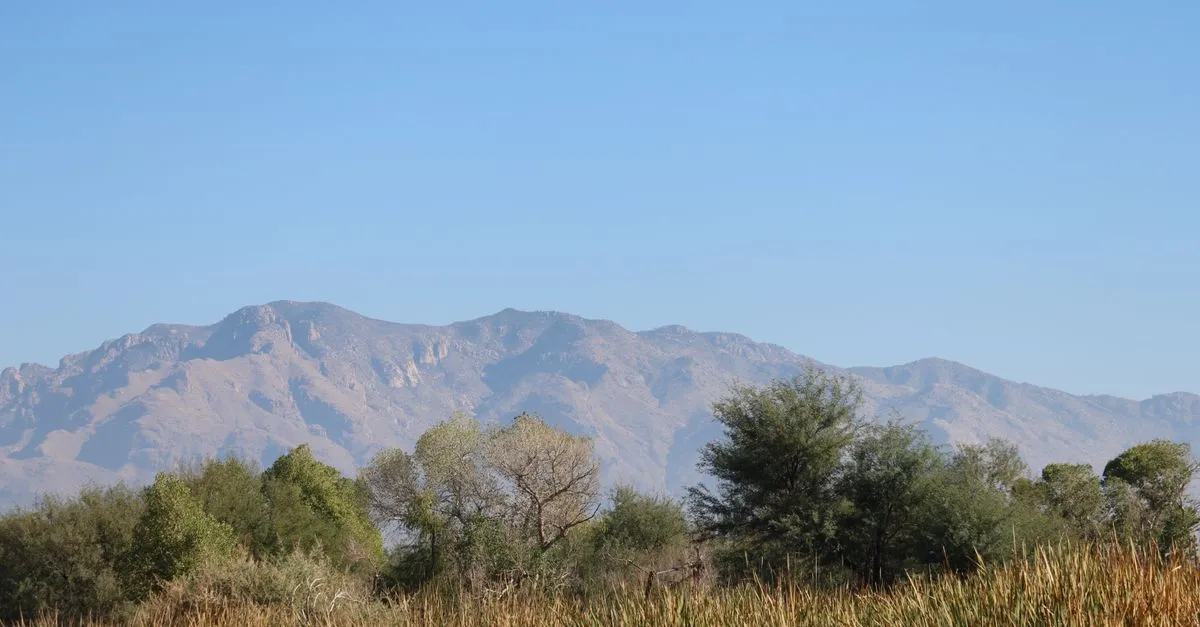 The Santa Catalina Mountains rising over the Tucson desert under a clear blue sky.