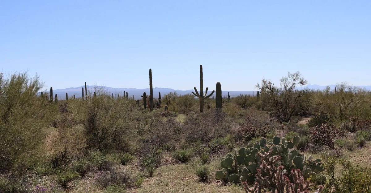 Sonoran Desert landscape with saguaro and prickly pear cacti and distant mountains under a clear blue sky in Arizona.