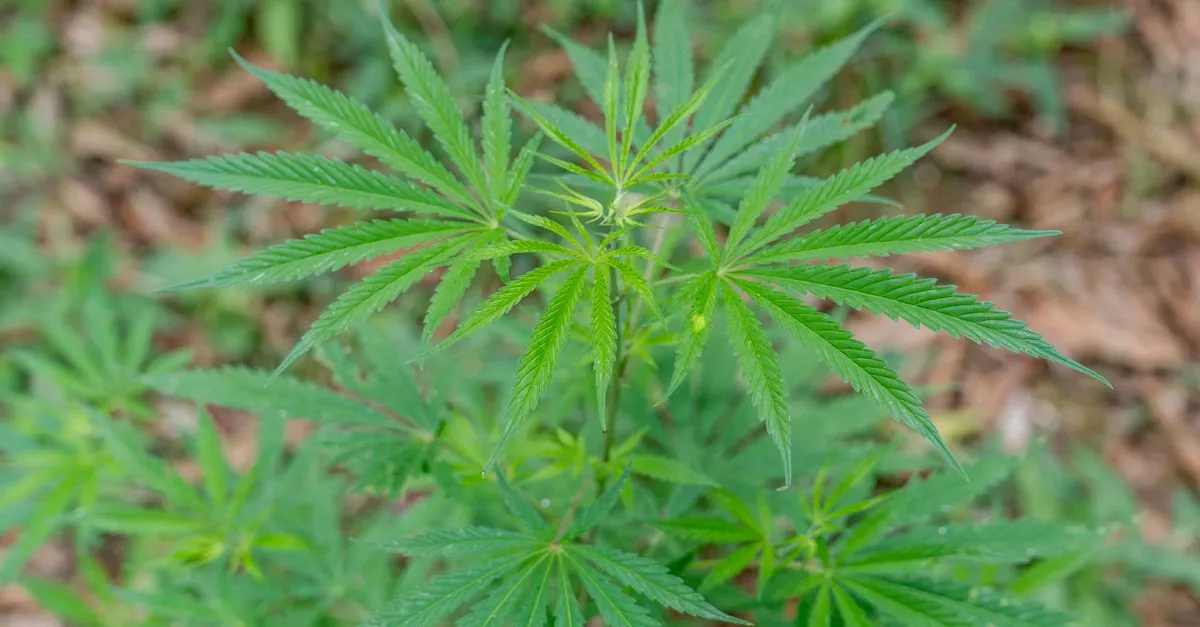 Close-up of a green hemp plant, the source crop behind the CBD products these pages help buyers find.
