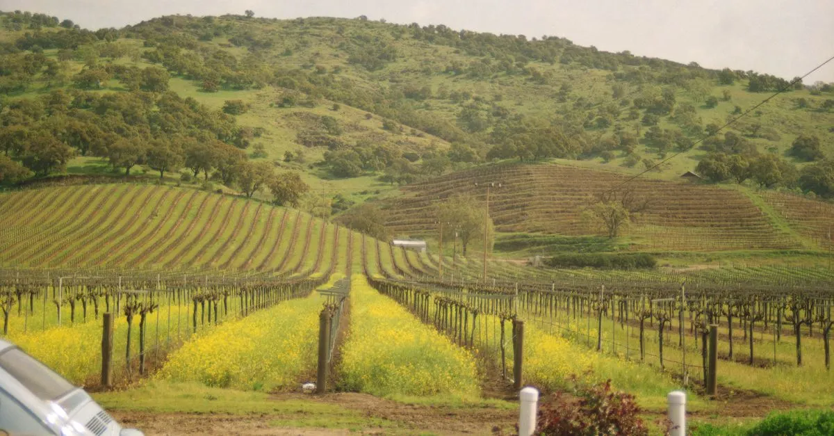 Rows of grapevines running toward oak-covered rolling hills in Northern California wine country.
