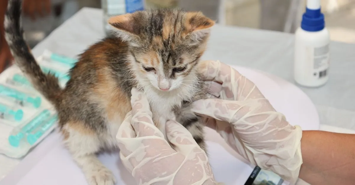 A veterinarian examining a kitten during a checkup, the kind of care a veterinary SEO page helps pet owners research and find.
