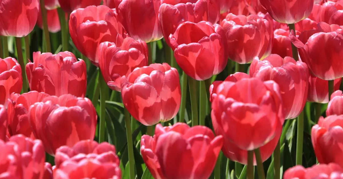 Rows of vivid pink and red tulips in full bloom during spring in Pella, Iowa, southeast of Des Moines.