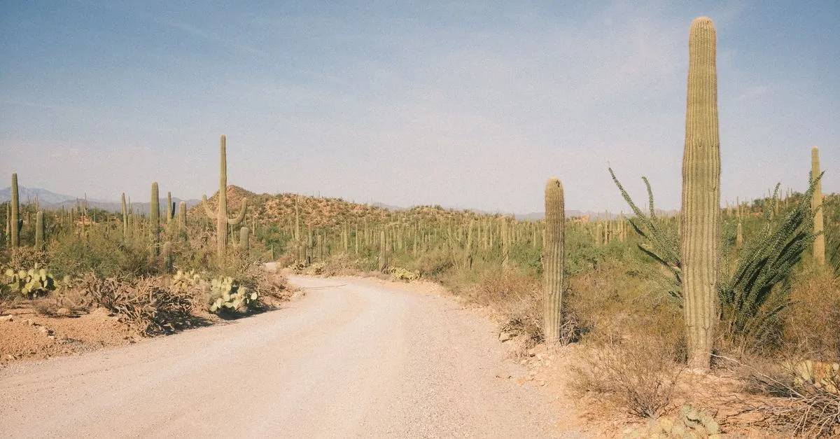 A dirt road winding through the Sonoran Desert past tall saguaro cacti under a pale Arizona sky.