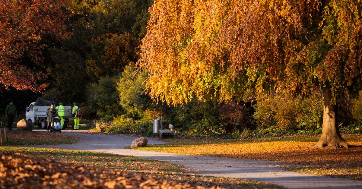 A landscaping crew working among trees during a fall cleanup in a leafy park.