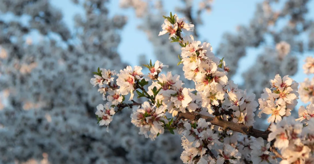 White almond blossoms blooming on trees in Clovis, California during wintertime.