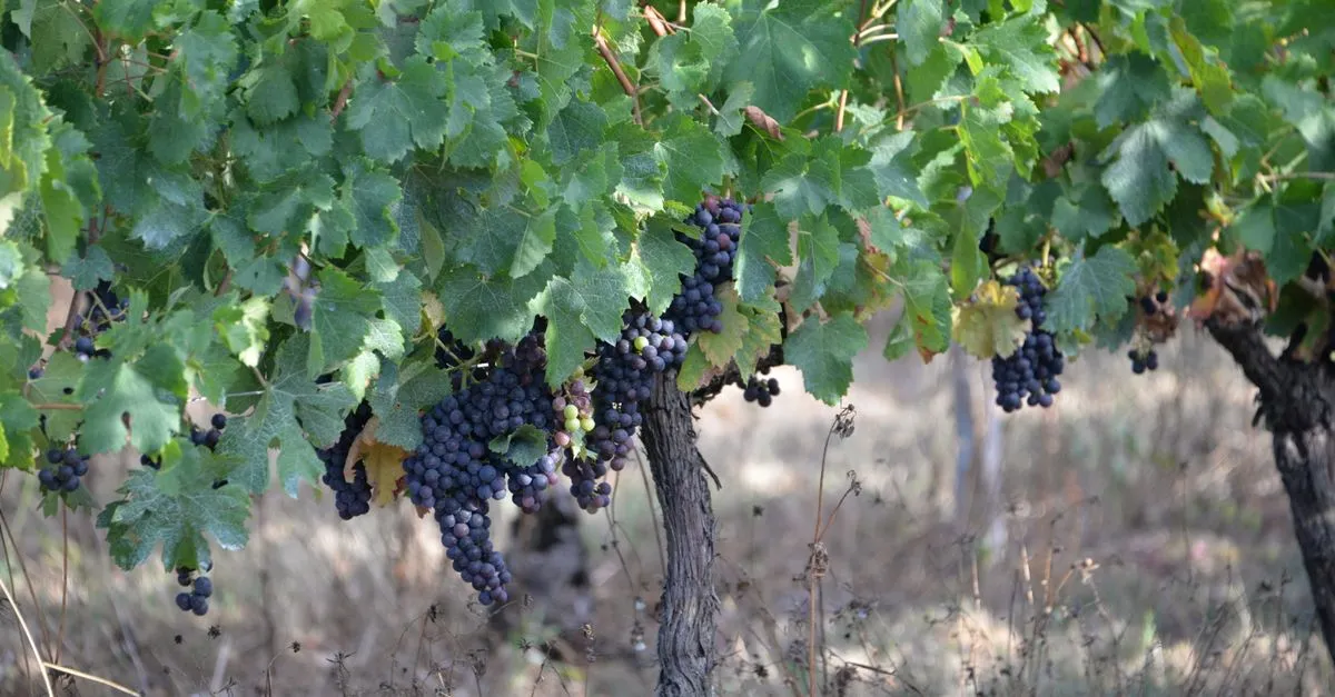 Ripe grape clusters hanging from a single vine, a picture of cluster content branching off one topic.