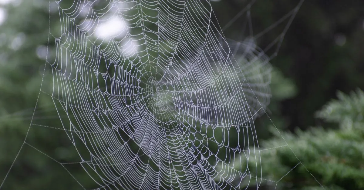 A close-up of a spiderweb, standing in for Googlebot crawling the web.