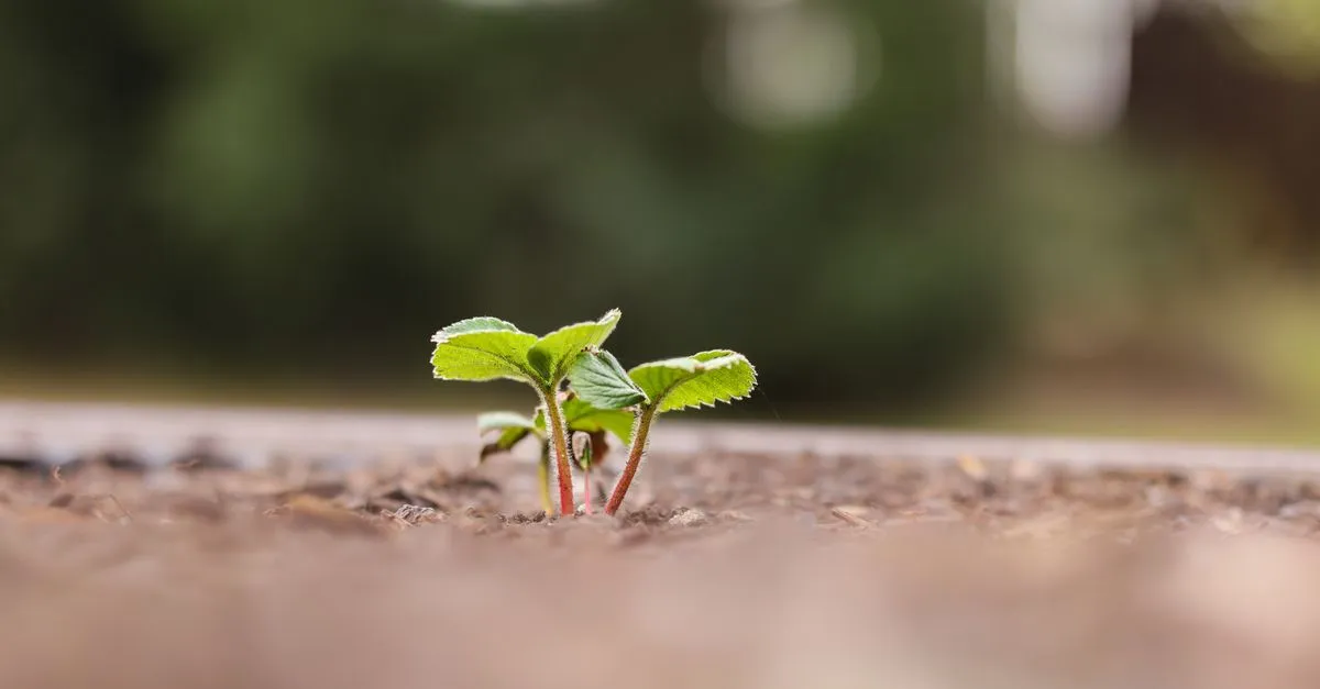 A young seedling in soil, a reminder that SEO growth is gradual.