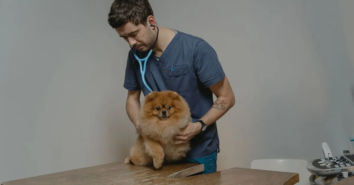 A veterinarian checks a dog with a stethoscope in a clinic, the kind of practice an SEO company for vets helps rank in organic search.