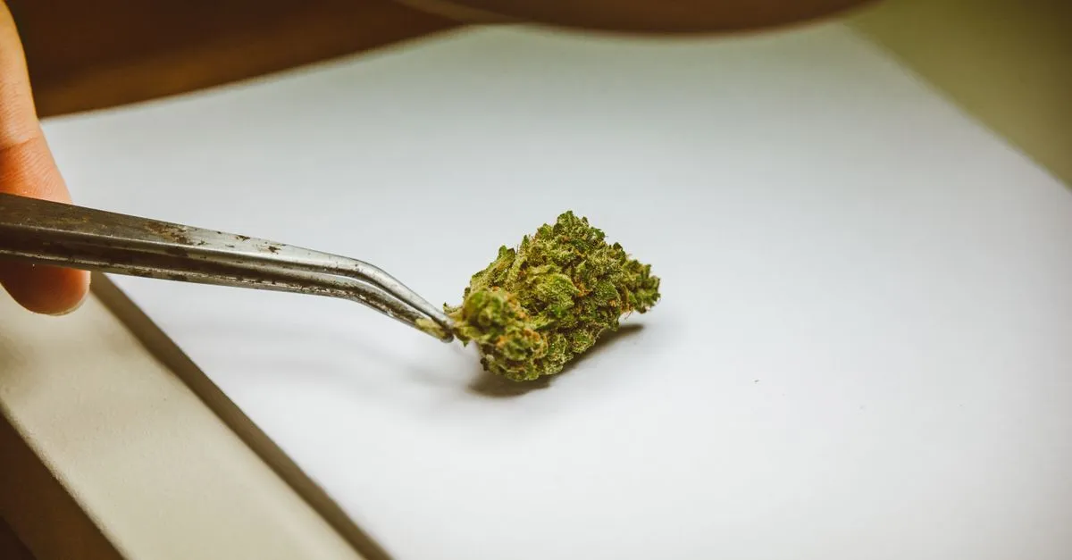 Close-up of a cannabis flower held by tweezers, the kind of product a state-legal dispensary sells.