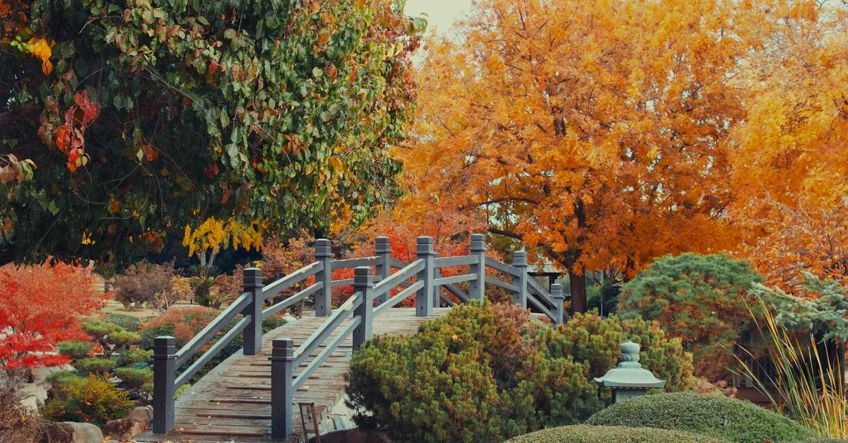 A picturesque wooden bridge amidst vibrant fall foliage in a serene Japanese garden in Fresno, CA.