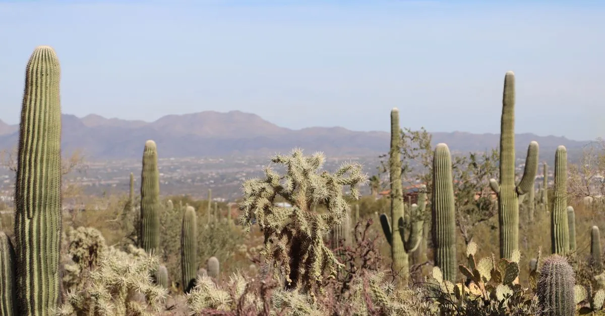 Saguaro cacti across the Sonoran Desert with mountains behind the Tucson valley.