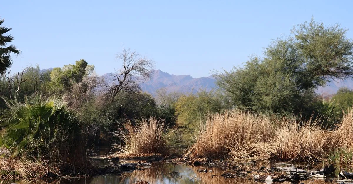A Sonoran Desert riparian scene in Arizona with a still pond, cattails, palm trees, and mountains under a clear blue sky.