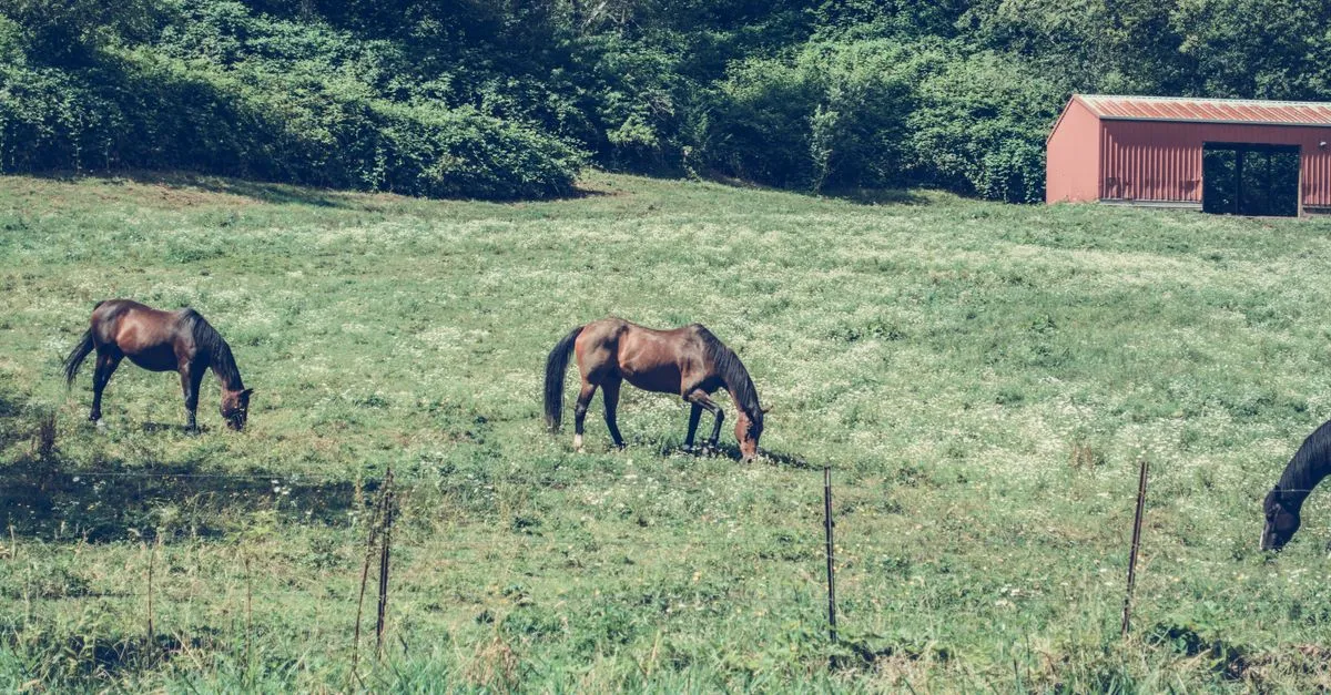 Two horses grazing in a green pasture beside a barn in rolling horse country.
