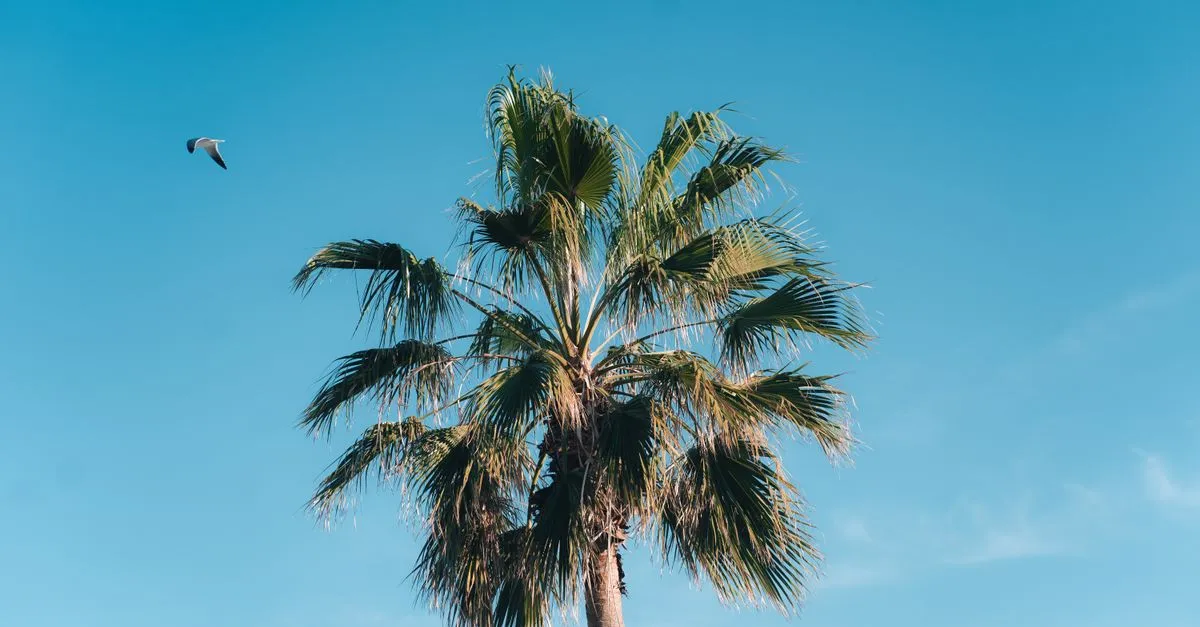 A single palm tree and a seagull against a clear blue sky over the Texas Gulf coast.