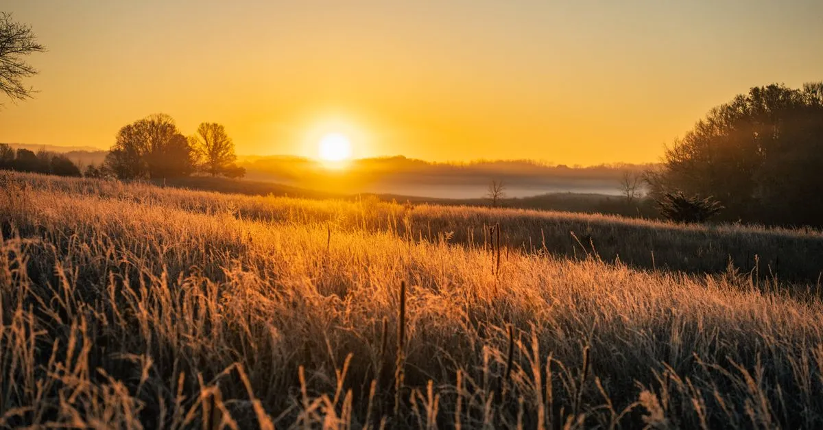 Golden prairie grass glowing at sunrise as mist settles over low hills on the open plains.