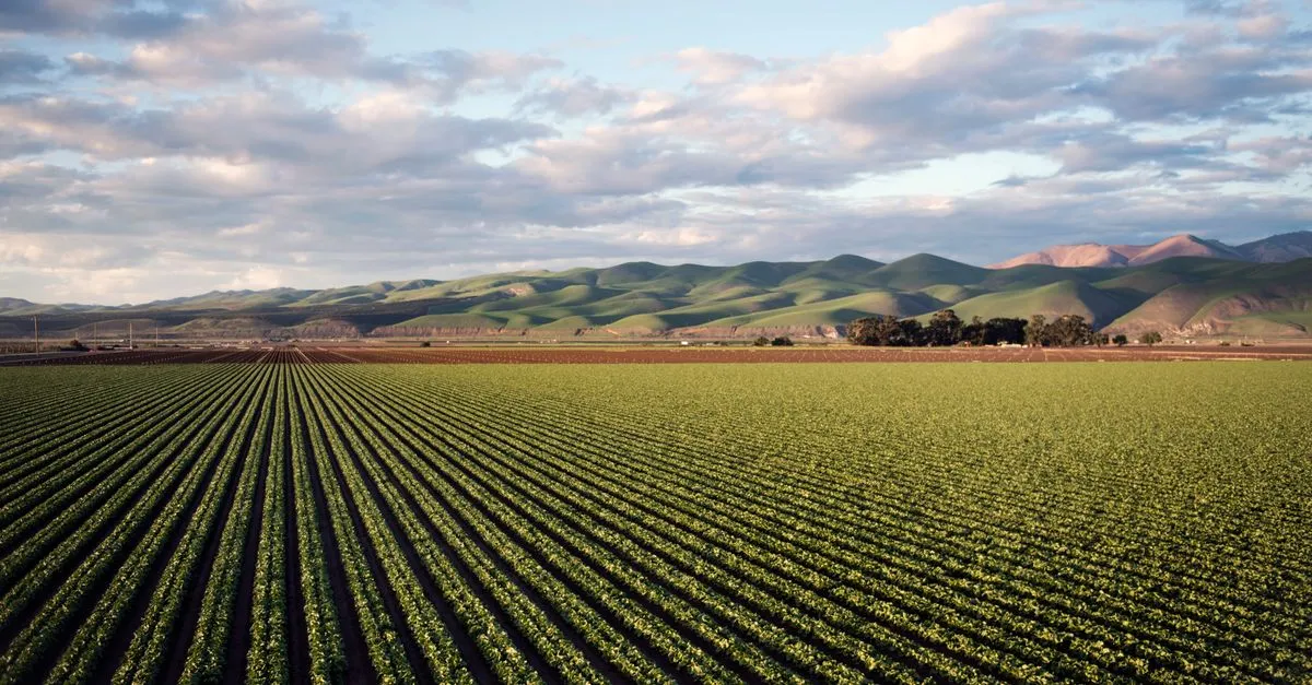 Long rows of green crops stretching toward rolling green hills in the California Central Valley.