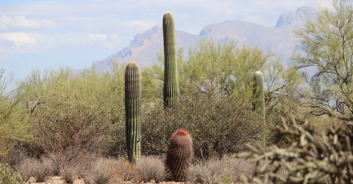 Saguaro cacti and desert brush in front of mountains in the Sonoran Desert of Arizona, the landscape that surrounds the East Valley.