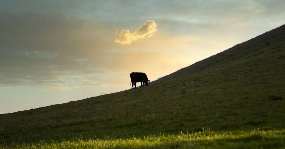 A lone cow grazing on a lush green hillside as the sun sets behind the ridge in open farm country.