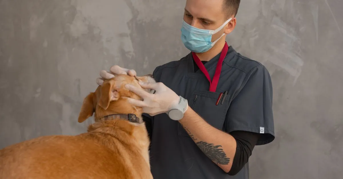 A veterinarian examining a dog during a checkup, the kind of clinic local SEO for veterinarians helps get found.