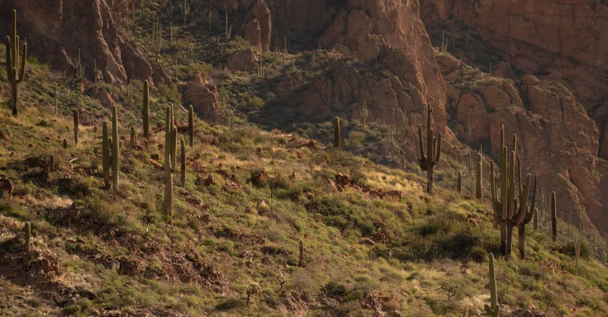 Saguaro cacti on a rugged red-rock hillside in the Superstition Mountains east of Mesa, Arizona, at golden hour.