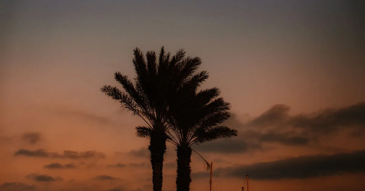 Tall palm trees silhouetted against a glowing orange sunset sky over Southern California.