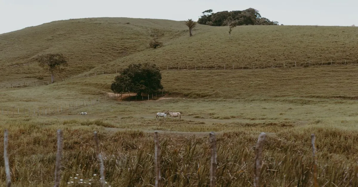 Rolling green pasture with two horses grazing beside a lone tree, evoking the horse country Lexington is known for.